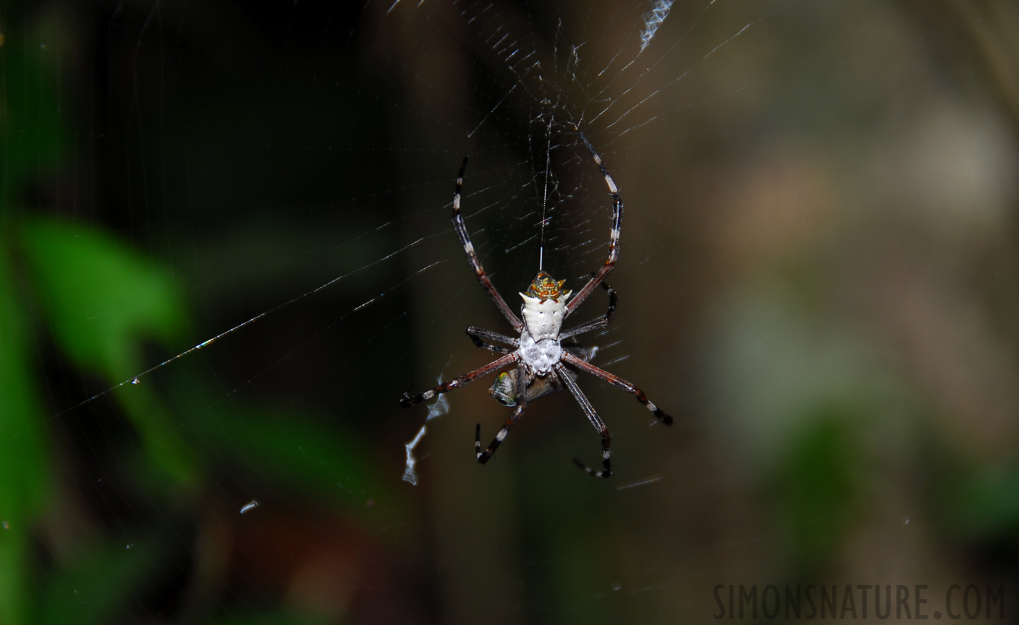 Tambopata Rainforest Reserve [200 mm, 1/60 Sek. bei f / 5.6, ISO 100]